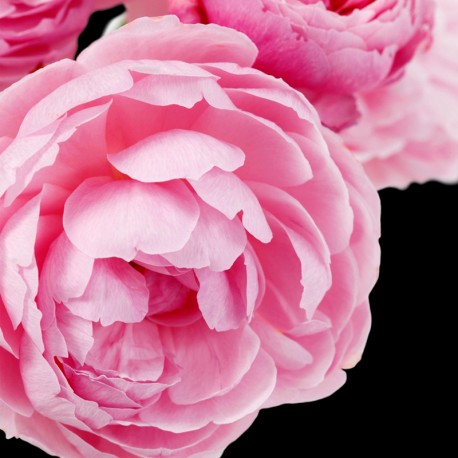 Yodeyma Womens Eau De Parfum- Cheante