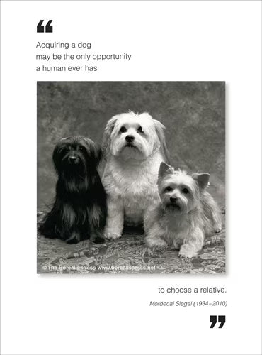 Borealis Card - Acquiring A Dog